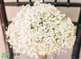 春天能種滿(mǎn)天星嗎？什么時(shí)候最適合種植滿(mǎn)天星？