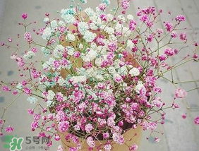 春天能種滿(mǎn)天星嗎？什么時(shí)候最適合種植滿(mǎn)天星？