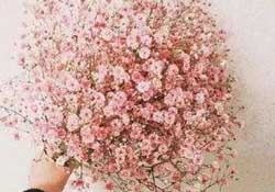 春天能種滿天星嗎？什么時(shí)候最適合種植滿天星？