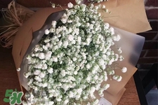 清明節(jié)上墳可以帶滿天星嗎？清明節(jié)掃墓能用滿天星嗎？