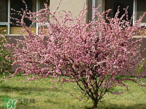 春天桃樹打什么藥？桃樹春天什么時候打藥？