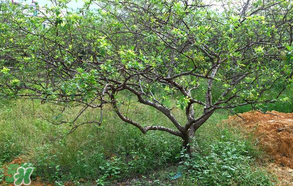 春天桃樹打什么藥？桃樹春天什么時候打藥？