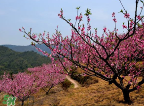 春天桃樹打什么藥？桃樹春天什么時候打藥？