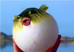 河豚怎么吃才沒毒？吃河豚的禁忌