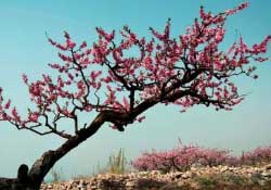 春天桃樹(shù)打什么藥？桃樹(shù)春天什么時(shí)候打藥？