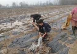 桃樹春天什么時候澆水？桃樹什么時候澆水？