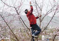 春天桃樹能剪枝嗎？桃樹春季什么時間剪枝？