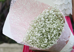 清明節(jié)上墳可以帶滿天星嗎？清明節(jié)掃墓能用滿天星嗎？