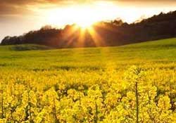 四月份還有油菜花嗎？4月份還有油菜花嗎？