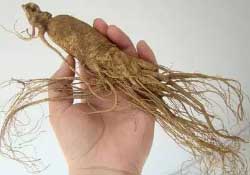 春天能吃高麗參嗎？春天可以喝高麗參湯嗎？