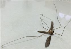 什么防蚊效果好？嬰兒用什么防蚊？