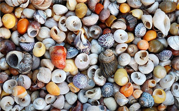 佛手螺的功效與作用 佛手螺的營養(yǎng)價值