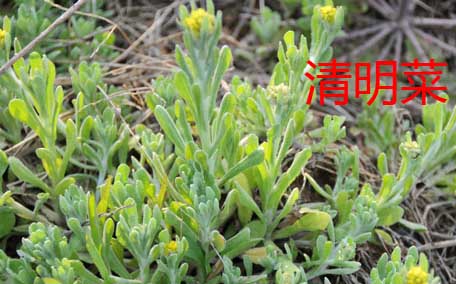 曲曲菜是苦菜嗎？曲曲菜和苦菜有什么區(qū)別？