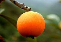 寶寶感冒可以吃枇杷嗎？寶寶感冒能吃枇杷嗎？