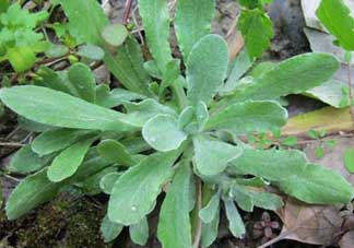 清明草叫什么？清明草有幾種？