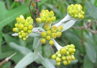 清明草能吃嗎？清明草花可以吃嗎？