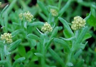 清明草孕婦可以吃嗎？清明草哪些人不能吃？