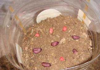 春分可以種花生嗎？春分種什么？