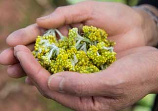 清明草可以泡茶嗎？清明草泡水喝的功效