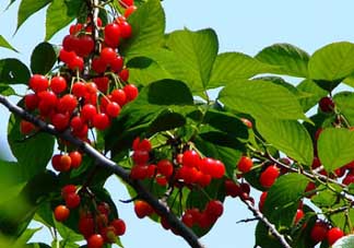 櫻桃樹幾年結(jié)果？櫻桃樹不結(jié)果怎么回事？