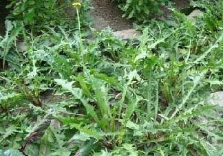 薺菜癌癥病人能吃嗎？乳腺癌能吃薺菜嗎？