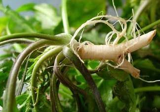 薺菜和蘑菇能一起吃嗎？薺菜和菇類能一起吃嗎？