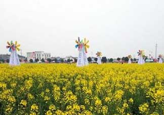 2017年清明節(jié)油菜花開了嗎？2017年清明節(jié)還有油菜花嗎？