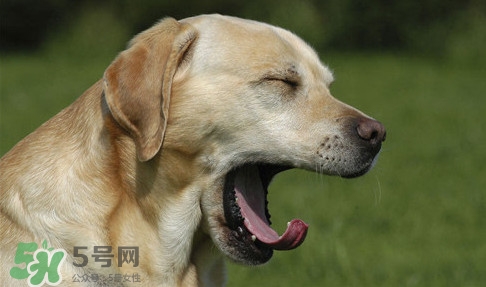 打哈欠會(huì)傳染嗎？打哈欠會(huì)不會(huì)傳染