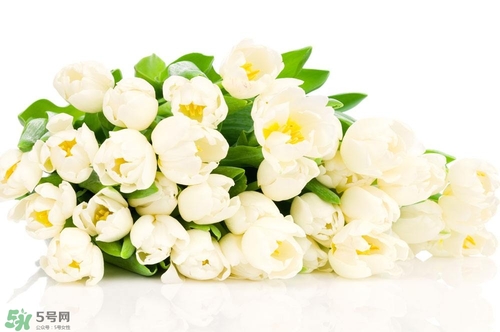 孕婦不能碰那些花 孕期避開的花有哪些 孕婦不能碰那些花 孕期避開的花有哪些