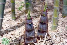 3月份有春筍吃嗎？三月份可以吃春筍嗎？