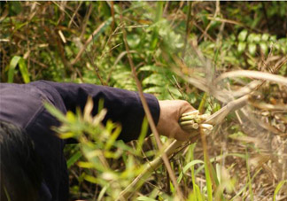 3月份有春筍吃嗎？三月份可以吃春筍嗎？