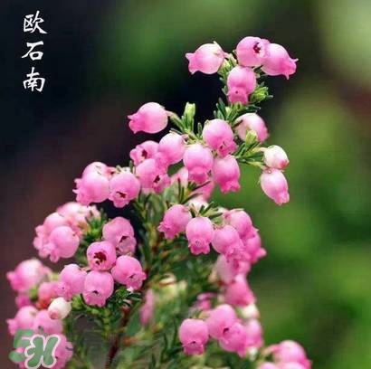 石楠花可以吃嗎？石楠花花語(yǔ)