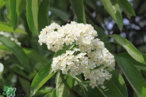 石楠花可以吃嗎？石楠花花語(yǔ)