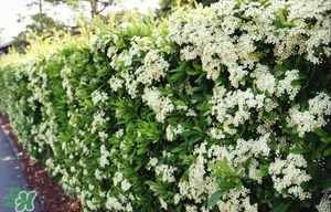 石楠花可以吃嗎？石楠花花語(yǔ)