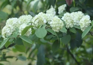 為什么學(xué)校要種石楠花？石楠花的味道為什么這么銷魂？