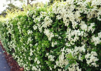 石楠花可以吃嗎？石楠花花語(yǔ)