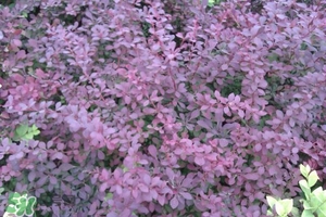 石楠花可以吃嗎？石楠花花語(yǔ)