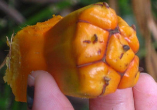 菠蘿哪些人不能吃？菠蘿哪些人不可以吃