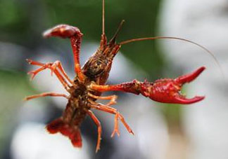 四月份能釣龍蝦嗎？4月份能釣龍蝦嗎？