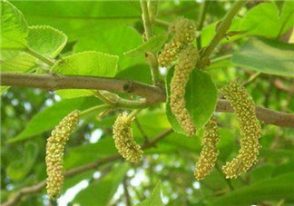 構(gòu)樹穗孕婦能吃嗎？孕婦能吃構(gòu)樹穗嗎？