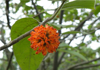 構(gòu)樹花孕婦能吃嗎？構(gòu)樹花孕婦可以吃嗎？