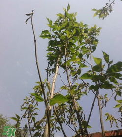 構(gòu)樹穗怎么做好吃？構(gòu)樹穗的做法是什么？