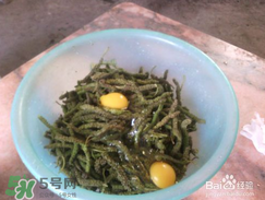 構(gòu)樹穗怎么做好吃？構(gòu)樹穗的做法是什么？