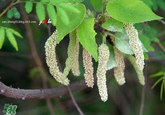 構(gòu)樹穗怎么做好吃？構(gòu)樹穗的做法是什么？