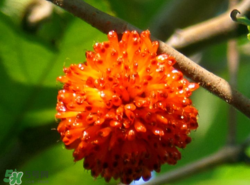 構(gòu)樹果實(shí)能吃嗎？構(gòu)樹果實(shí)孕婦能吃嗎？