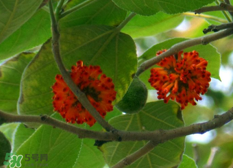 構(gòu)樹果實(shí)能吃嗎？構(gòu)樹果實(shí)孕婦能吃嗎？