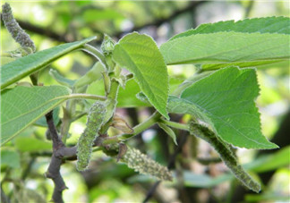 構(gòu)樹穗怎么做好吃？構(gòu)樹穗的做法是什么？