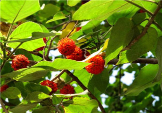 構(gòu)樹果實(shí)能吃嗎？構(gòu)樹果實(shí)孕婦能吃嗎？