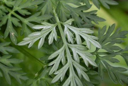 茵陳泡水喝有什么好處？茵陳泡水喝有什么功效與禁忌