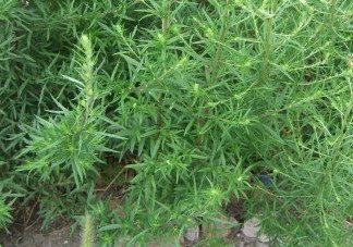 茵陳泡水喝有什么好處？茵陳泡水喝有什么功效與禁忌